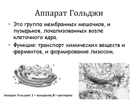 Комплекс Гольджи строение и функции рисунок