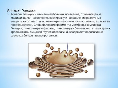 Цис полюс аппарата Гольджи