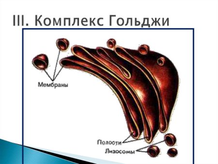 Структурные компоненты комплекса Гольджи
