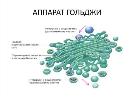 Строение аппарата Гольджи в клетке