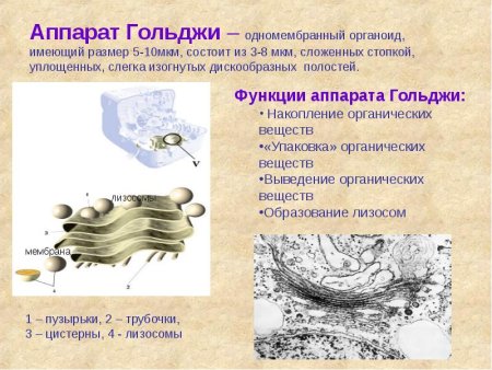 Аппарат Гольджи клетки строение и функции