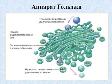 Аппарат Гольджи строение органоида