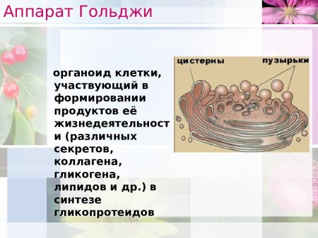 Аппарат Гольджи у растительной клетки строение