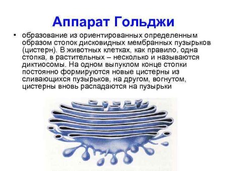 Функция аппарата Гольджи в клетке животных