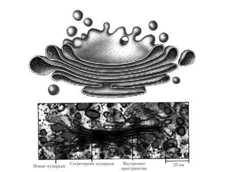 Органоиды клетки аппарат Гольджи