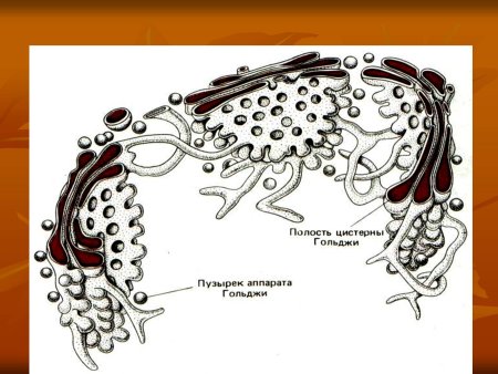 Схема строения аппарата Гольджи