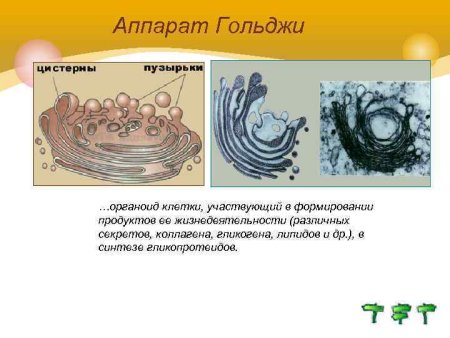 Органоид аппарат Гольджи