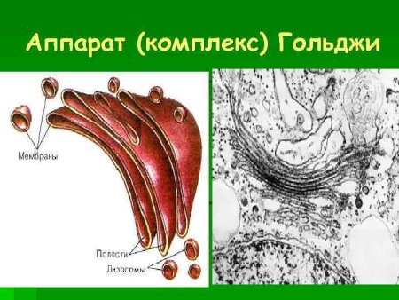 Комплекс аппарат Гольджи