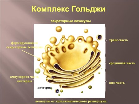 Комплекс аппарат Гольджи строение