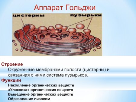 Строение аппарата Гольджи в эукариотической клетке