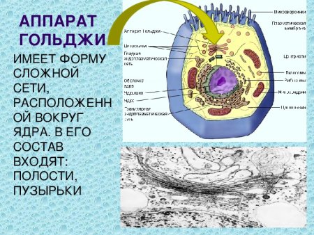 Аппарат Гольджи в ядре
