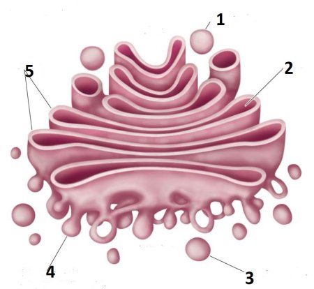 Комплекс Гольджи строение