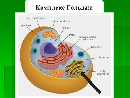 Рисунок эндоплазматической сети клетки
