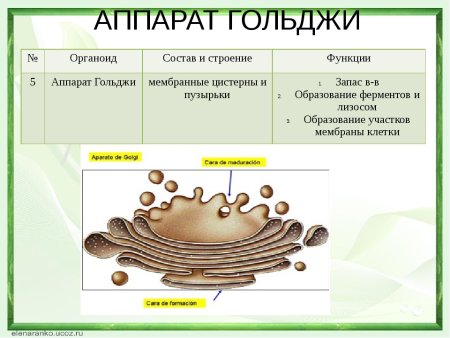 Строение органоида комплекс Гольджи
