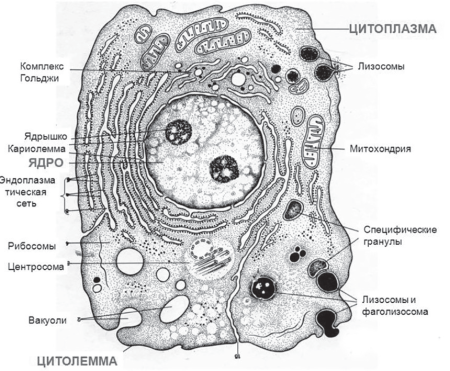 Мембрана цитоплазма ядро митохондрии