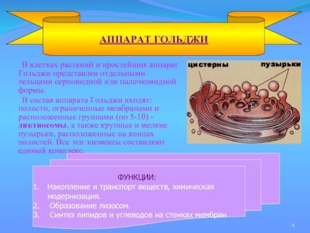 Клеточная мембрана аппарата Гольджи