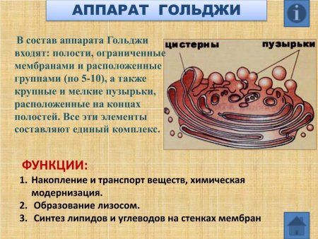 Аппарат Гольджи функции органоида