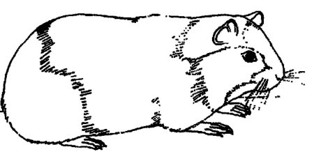 Раскраски для девочек морская Свинка