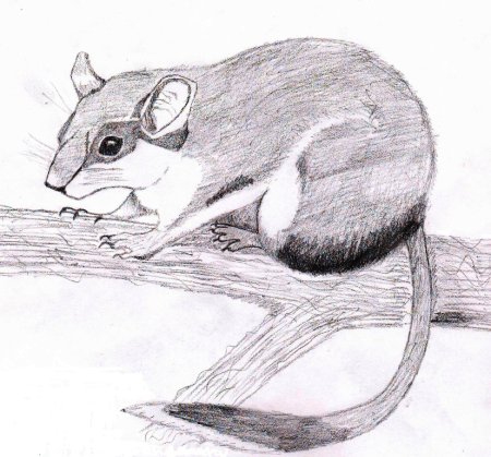 Соня полчок раскраска