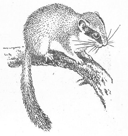 Соня-полчок чб