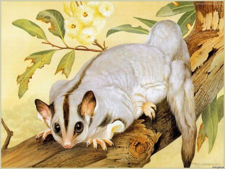 Иллюстрации животных