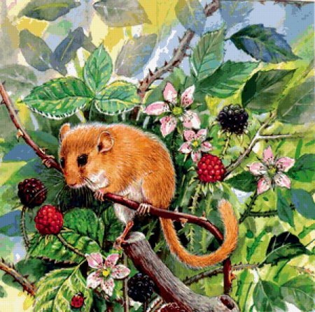 Орешниковая Соня рисунок