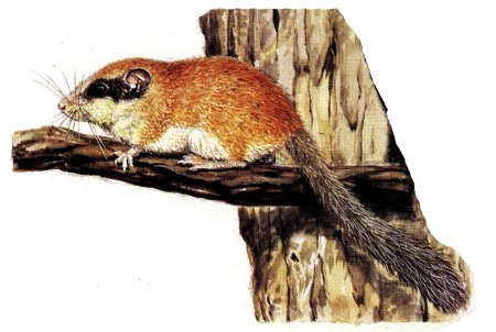 Лесна́я Со́ня ( dryomys nitedula)