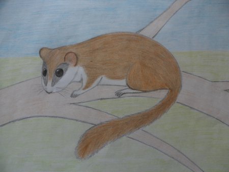 Лесная Соня рисунок