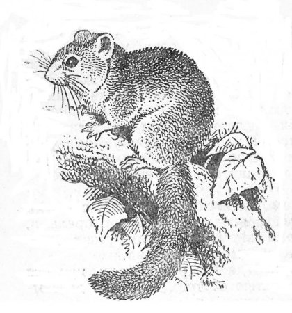 Среда обитания Соня полчок