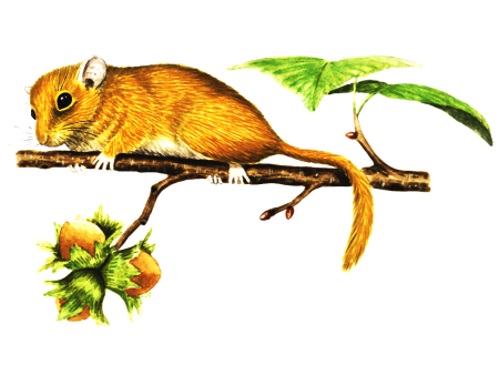 Орешниковая Соня красная