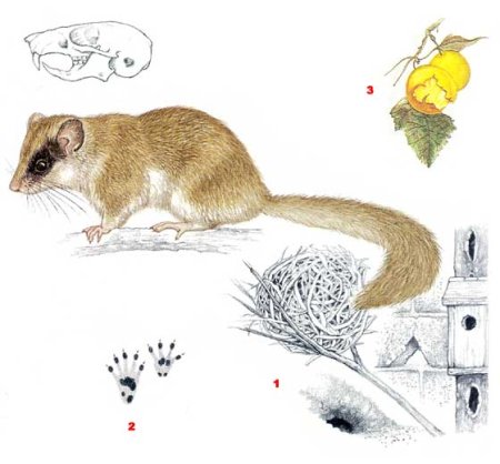 Соня полчок рисунок