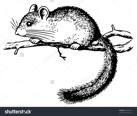 Соня полчок раскраска