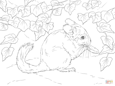 Раскраска шиншилла