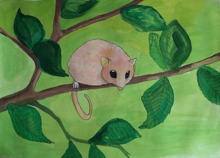 Соня орешниковая (мушловка)