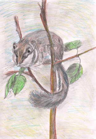 Лесная Соня Сладков