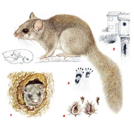 Соня полчок для детей