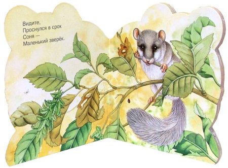 Лесная Соня загадка