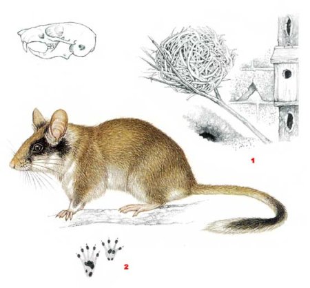 Садовая Соня eliomys quercinus