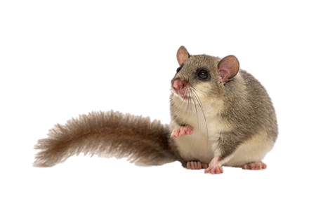 Орешниковая Соня на белом фоне