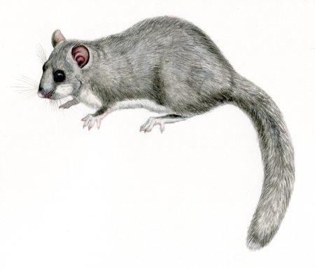 Соня полчок для детей