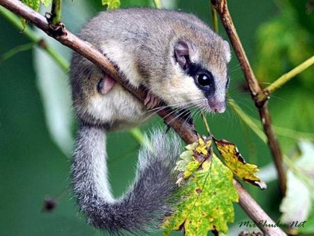 Грызун Соня полчок