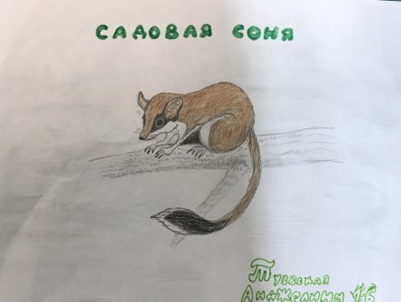 Садовая Соня рисунок
