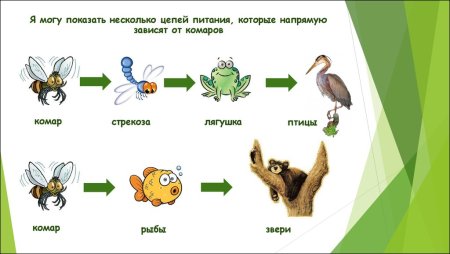 Цепочка питания 5 класс биология