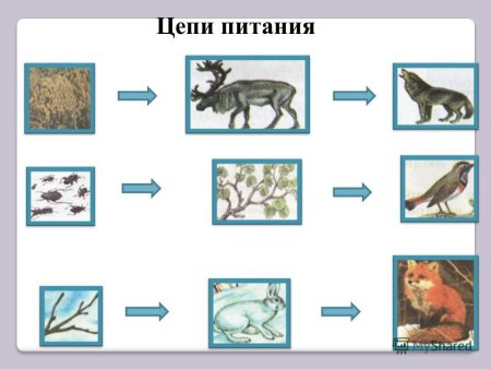 Цепь питания животных 3 класс окружающий мир схема