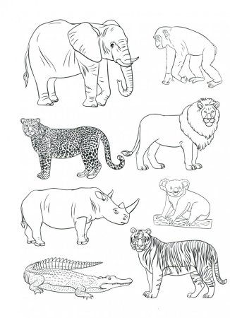Дикие животные раскраска для детей