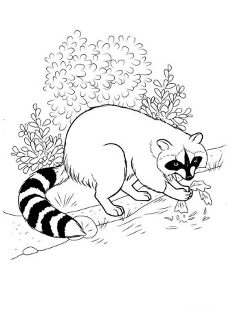 Енот полоскун раскраска