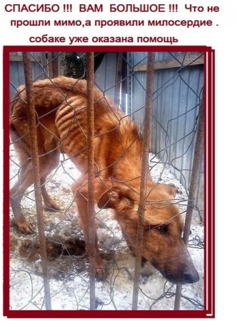 Издеваются над животными