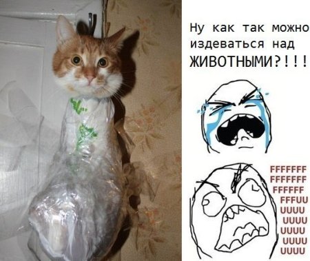 Издевательство над котами