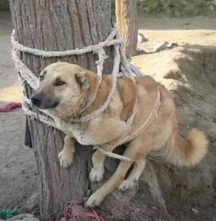 Издевательство над животными