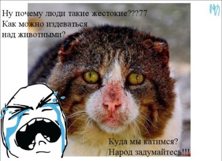 Люди издеваются над животными